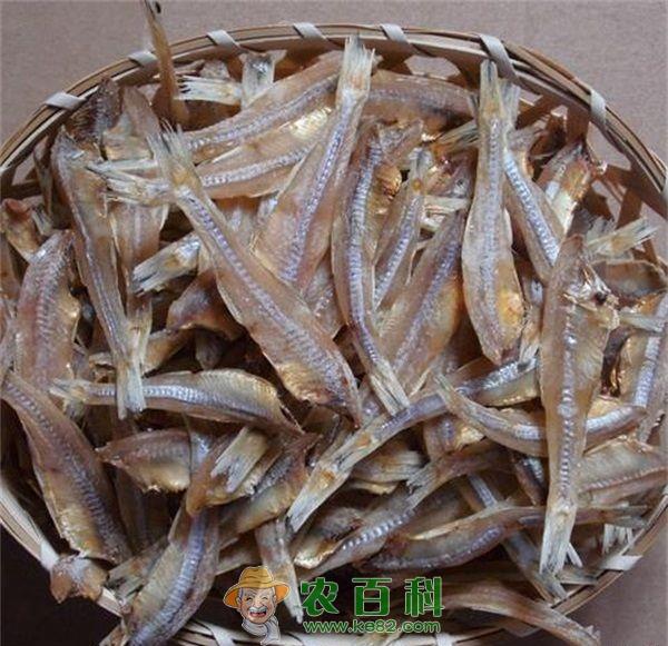 太湖新银鱼人工繁殖技术探析