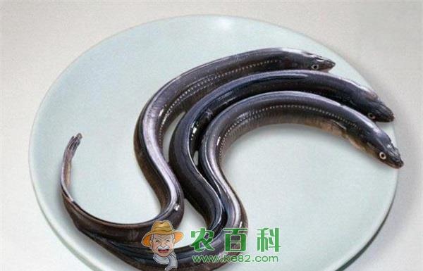海鳗 海鳗苗种繁育技术