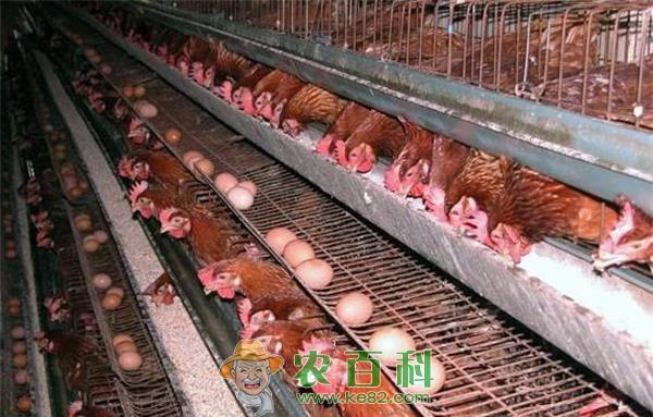 产蛋鸡的补充钙质注意事项