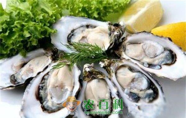 一只牡蛎体内发现26颗珍珠 已申报世界纪录
