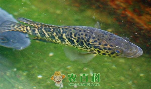 石斑鱼 有机石斑鱼养殖措施