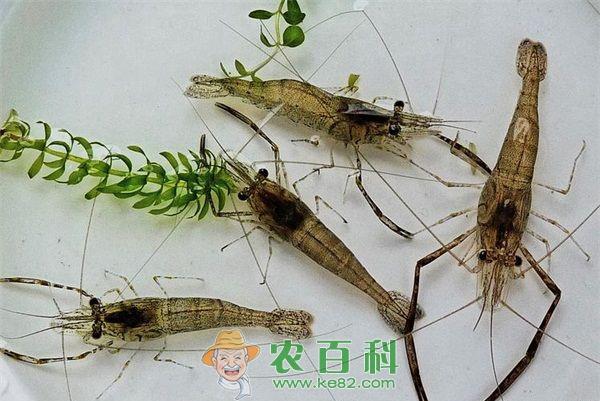 青虾养殖--土客网网 秋冬青虾池塘养殖的管理工作