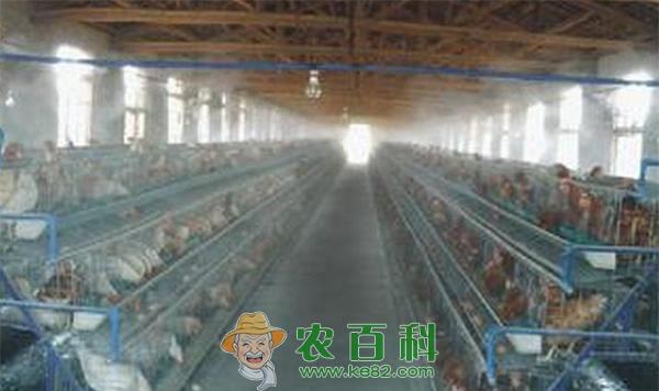 养鸡方法和技术