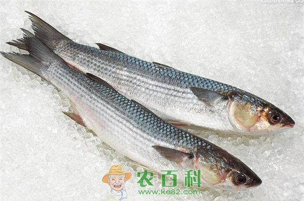 鲻鱼 煎小鲻鱼的做法