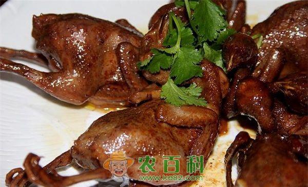 养殖鹌鹑走上致富路