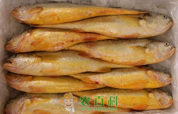 大黄鱼人工育苗技术