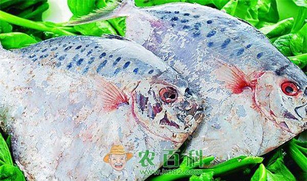 舟山六横张网鲳鱼多了