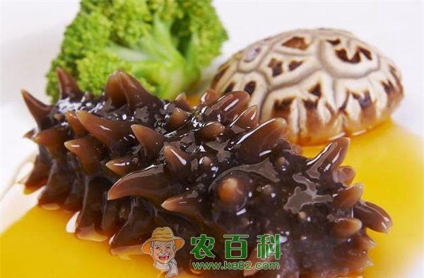 海参 海参的营养价值有多高
