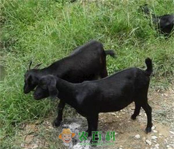 黑山羊皱胃阻塞防治