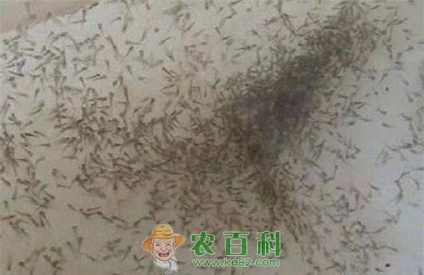 泥鳅繁殖前的准备工作 土客网网 泥鳅繁殖前的准备工作