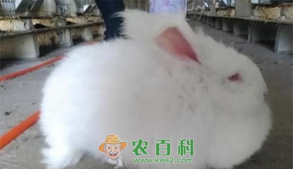 长毛兔养殖的秋季饲养管理
