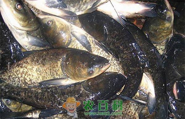 鳙鱼 鳙鱼细菌性败血症的防治