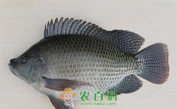 海南省福寿鱼流行性疾病的养殖预防管理措施与治疗方案