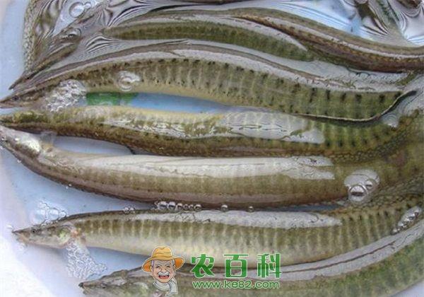 泥鳅养殖的土壤环境