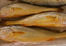 闽东大黄鱼“游”进浙商所