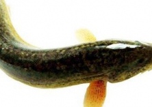 孕妇可以吃泥鳅吗