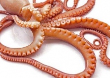 山东威海市成功培育国内首批章鱼人工苗种