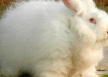 规模化养黑猪应如何做好粪污处理