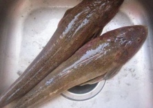 梭鱼气泡病的防治方法