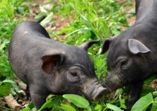 大棚养黑猪风湿性跛行及其防治