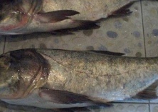 鳙鱼养殖技术及配合饲料研发思考