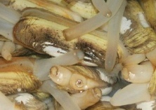 山东青岛蛏子养殖户开始放苗 山东青岛蛏子养殖户开始放苗