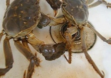 五两大闸蟹（商贩没见过）