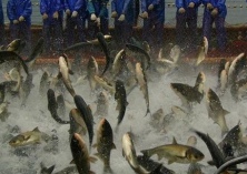 鳙鱼溶血性腹水病的防治对策