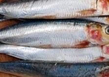 详述沙丁鱼的功效与营养成分