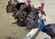 黑猪养殖的公猪饲养管理