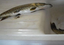 梭鱼养殖及病害防治技术