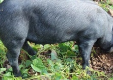 黑猪胃溃病的防治