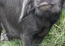 每头病死黑猪无害化处理可获80元的补助