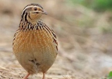 农安县鹌鹑养殖助农致富