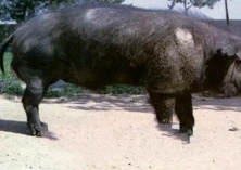 黑猪养殖技术（生态饲养黑猪的方法）