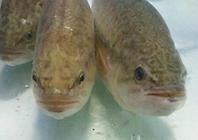 广州福寿鱼价格下滑0.3元/斤