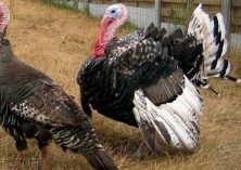 火鸡球虫病的种类