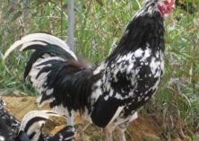 火鸡养殖技术之雏鸡中期的饲养管理