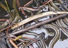 养殖黄鳝带领农民致富