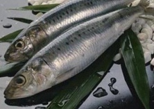 沙丁鱼的做法有哪些？