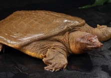 甲鱼鱼苗的养护