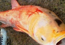 河北省多地开展鲢鳙鱼种增殖放流工作