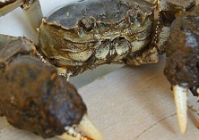 九龙口大闸蟹爬上香港餐桌