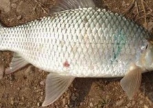 加州鲈鱼塘滋生蓝藻怎么办？