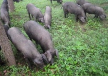 东辽县以黑猪养殖加快强村民致富