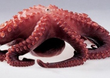 章鱼幼仔的死亡率下降