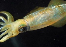 辛苦培育两年乌贼再一次遭重创