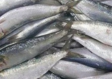 沙丁鱼的营养价值和功效