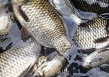 江苏扬州入秋以来鲫鱼最高降三成