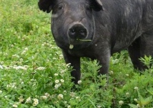 黑猪软骨病综合防治